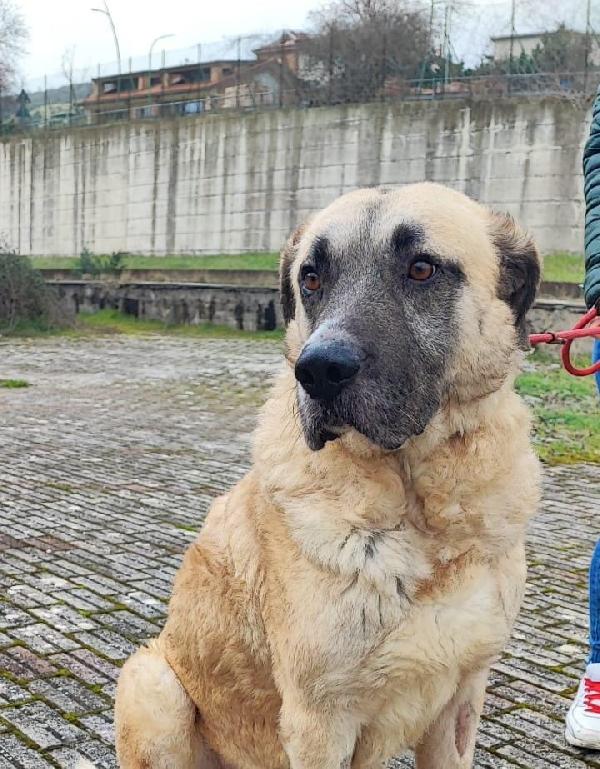 Hulk splendido simil Kangal dolcissimo cerca casa Foto 6